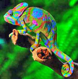 hameleon_g copy.jpg